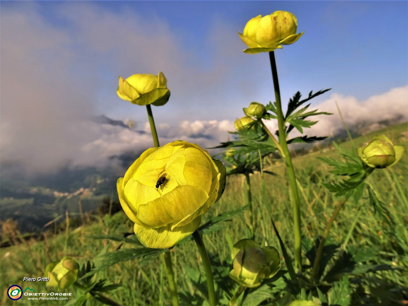 16 Primi Trollius europaeus (Botton d'oro) al sole ma con vista in Cima Alben coperta da nuvole.JPG